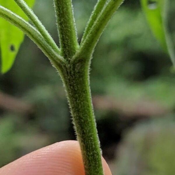 Chenopodium album Kabuk