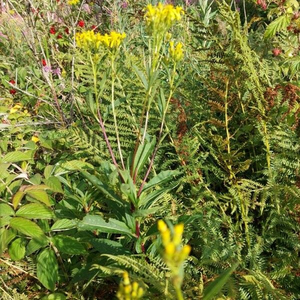 Senecio ovatus Flor