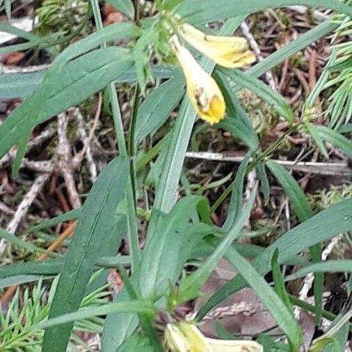 Melampyrum lineare Flower