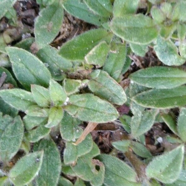 Cerastium semidecandrum Fulla