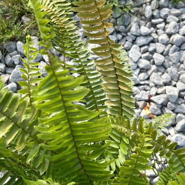 Nephrolepis cordifolia Ліст