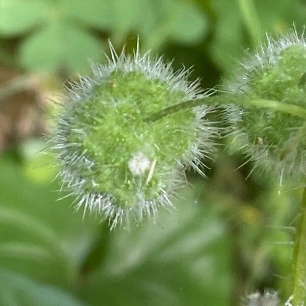 Urtica pilulifera Ffrwyth