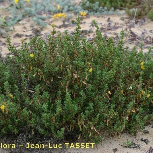 Ononis ramosissima Habit