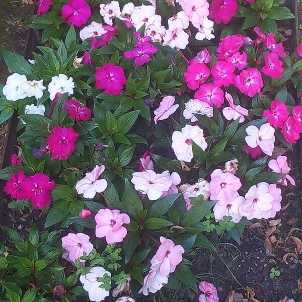 Impatiens hawkeri Bloem