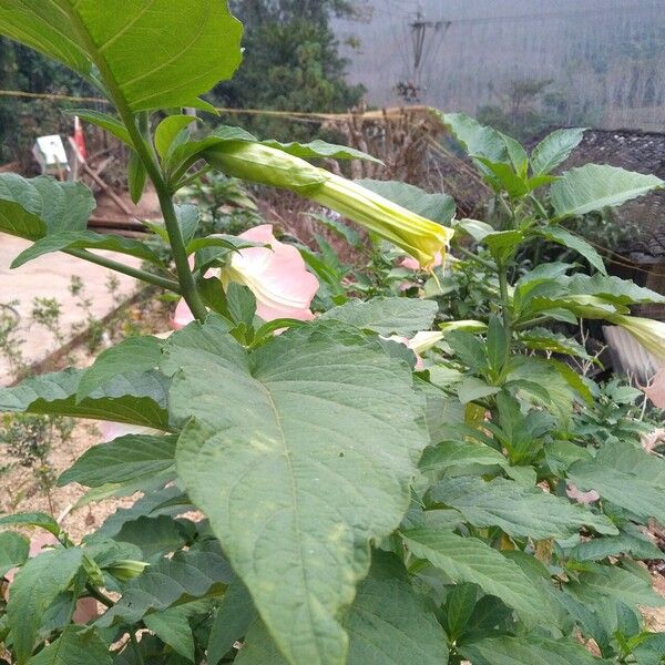 Brugmansia suaveolens Leaf