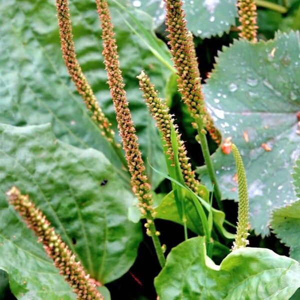 Plantago major 果實