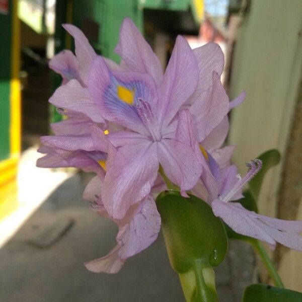 Pontederia crassipes Квітка