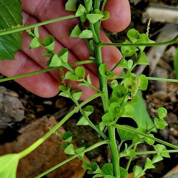 Acalypha indica Λουλούδι