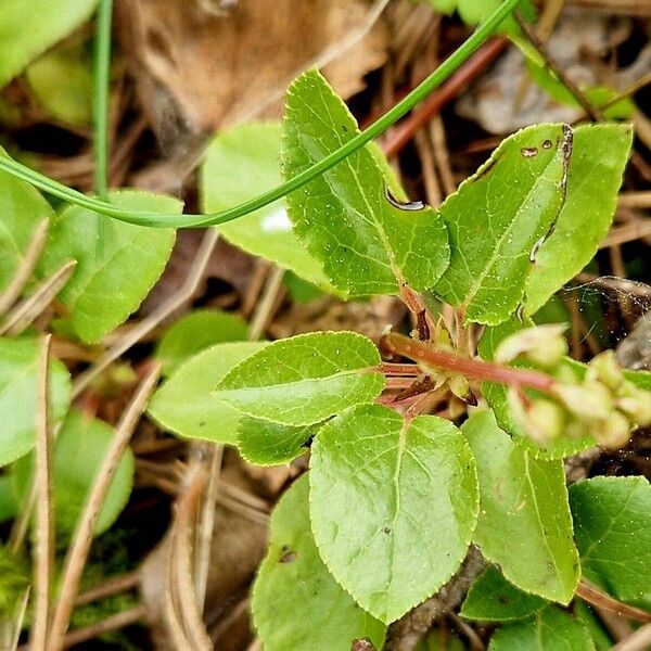 Orthilia secunda Hoja