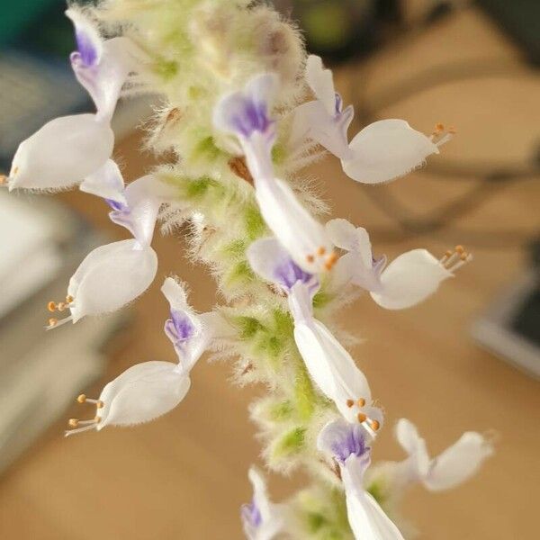 Plectranthus barbatus Floare