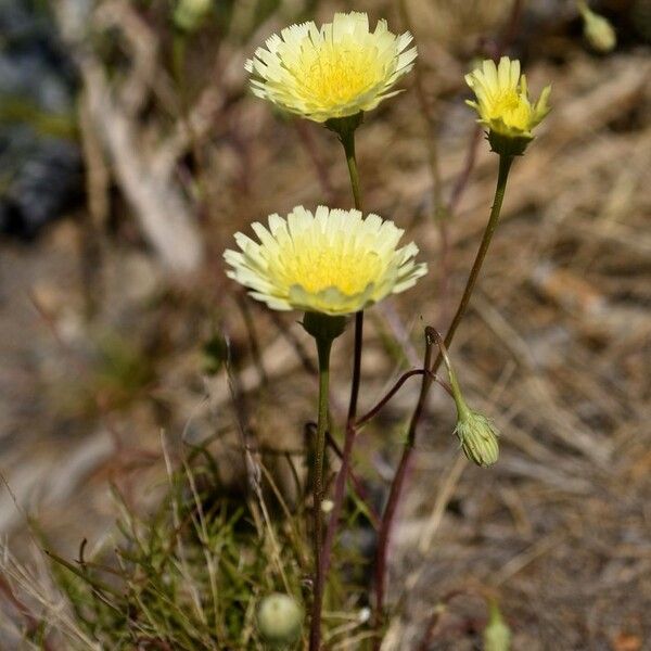 Malacothrix glabrata Cvet