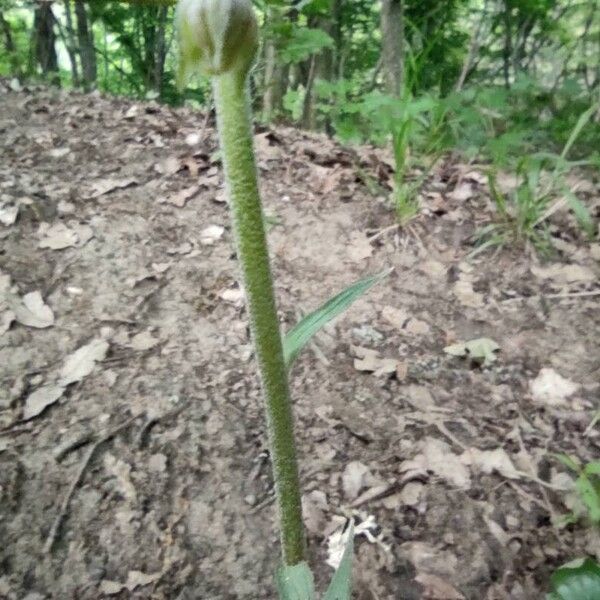 Epipactis microphylla List