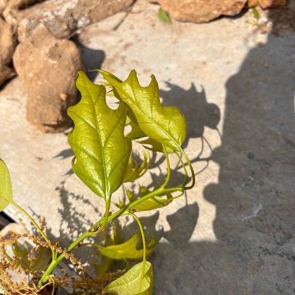 Quercus coccinea Frunză