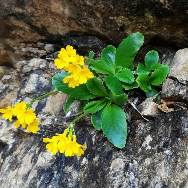 Primula auricula Çiçek