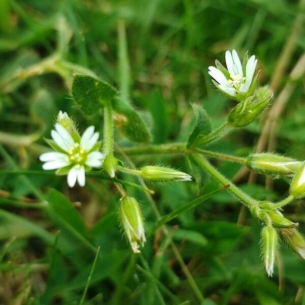 Cerastium fontanum Flor