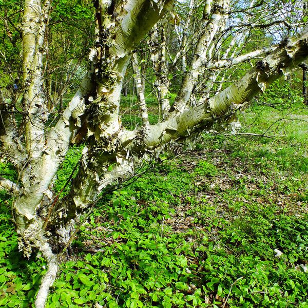 Betula ermanii Bark