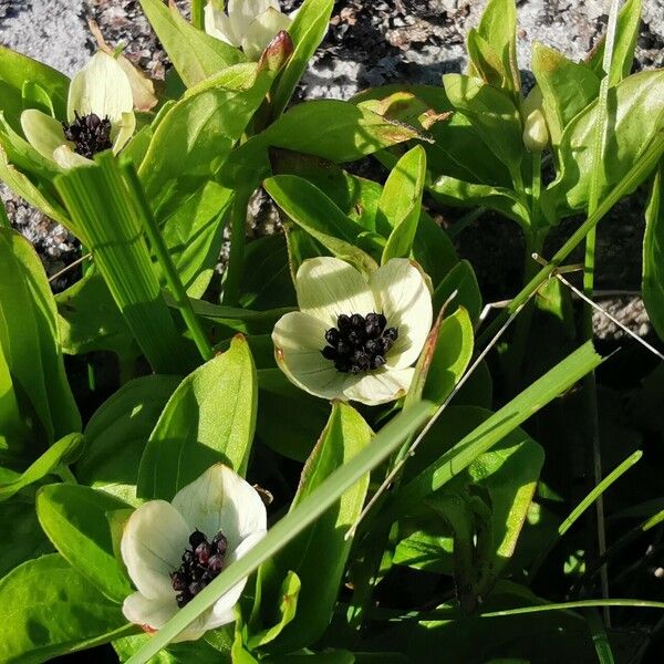 Cornus suecica Foglia