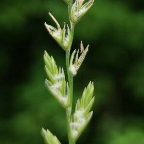 Lolium perenne Blomst