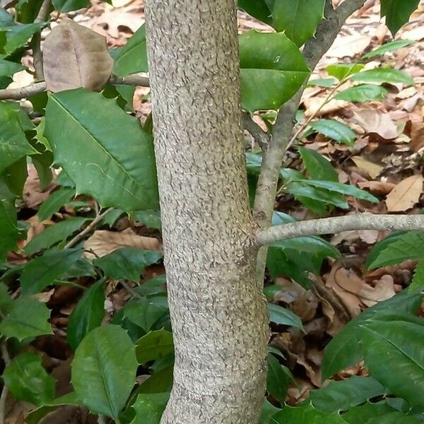 Ilex opaca Bark