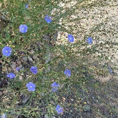 Linum austriacum Habitus