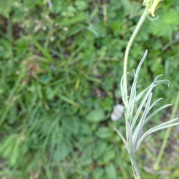 Linaria supina Leaf