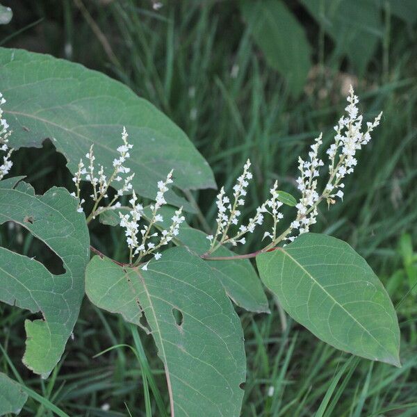 Reynoutria × bohemica Flors