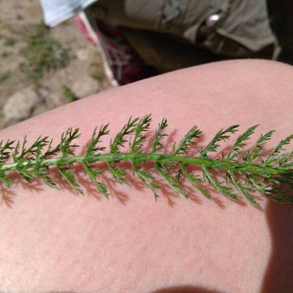 Achillea millefolium 葉