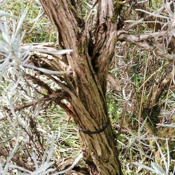 Artemisia cana Bark