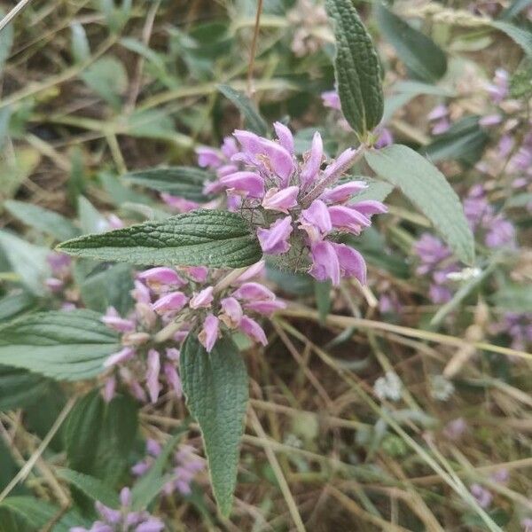 Phlomis herba-venti പുഷ്പം