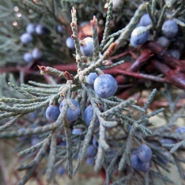 Cupressus arizonica Leaf