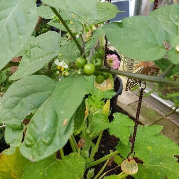 Solanum scabrum Vili