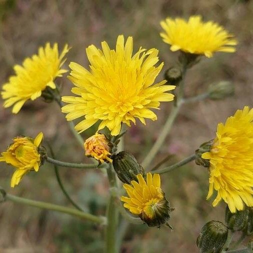 Crepis vesicaria Квітка