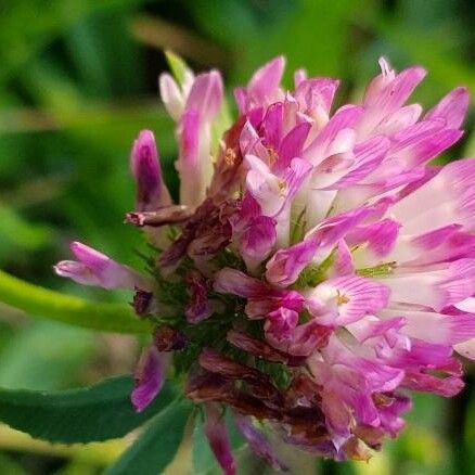 Trifolium lappaceum Çiçek