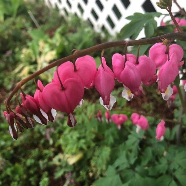 Dicentra formosa Květ