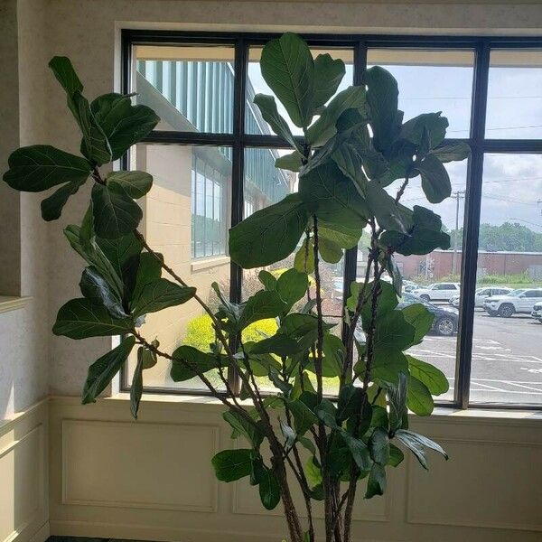 Ficus lyrata 整株植物