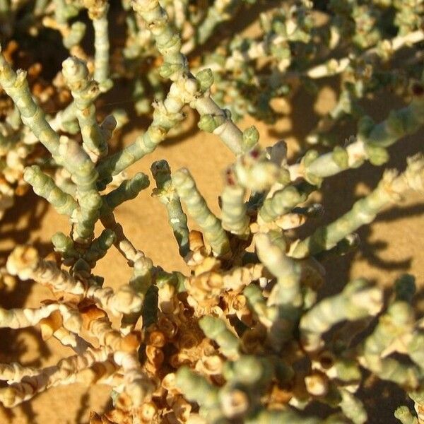 Anabasis articulata Leaf