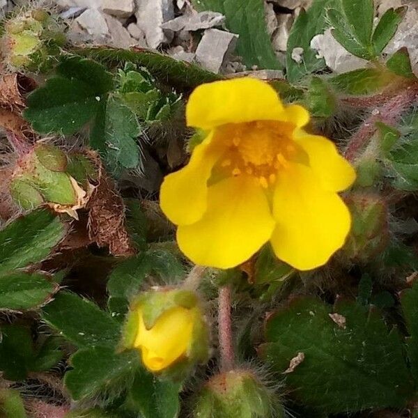 Potentilla heptaphylla Blomma