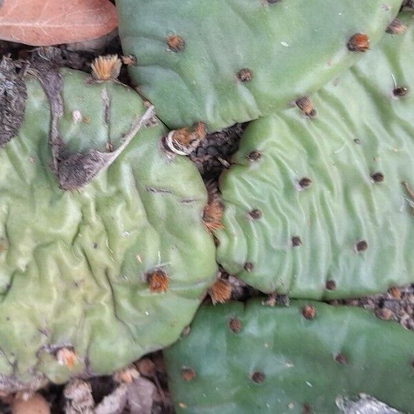 Opuntia humifusa 樹皮