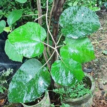 Cordia africana برگ