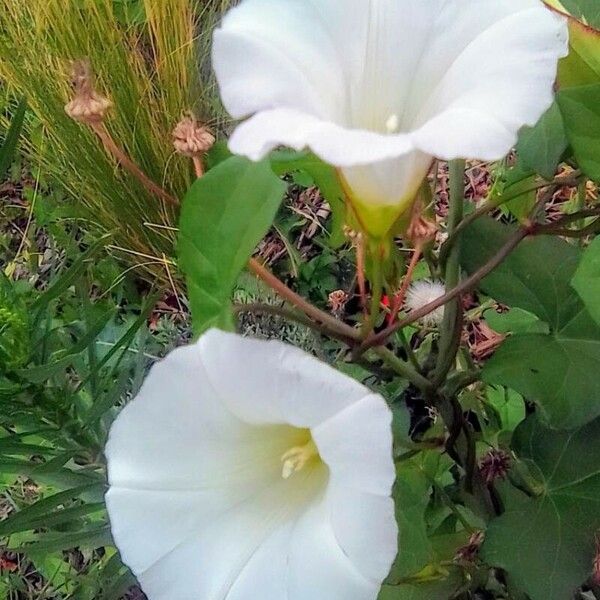 Calystegia sepium Virág