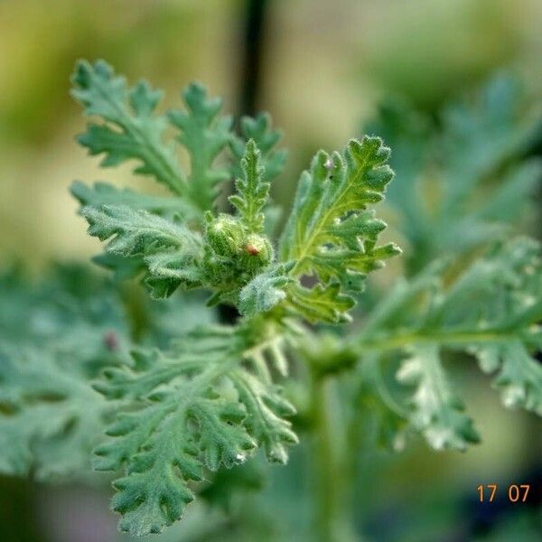 Senecio sylvaticus Foglia