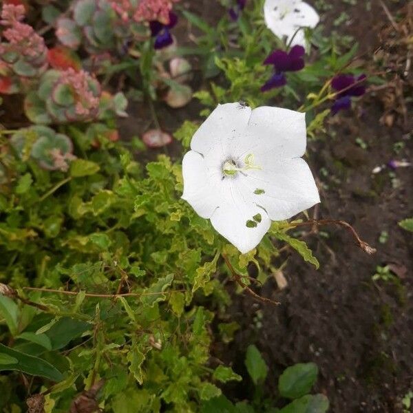 Campanula carpatica Кветка