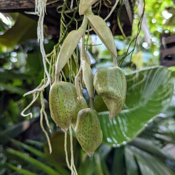 Stanhopea wardii Fruit