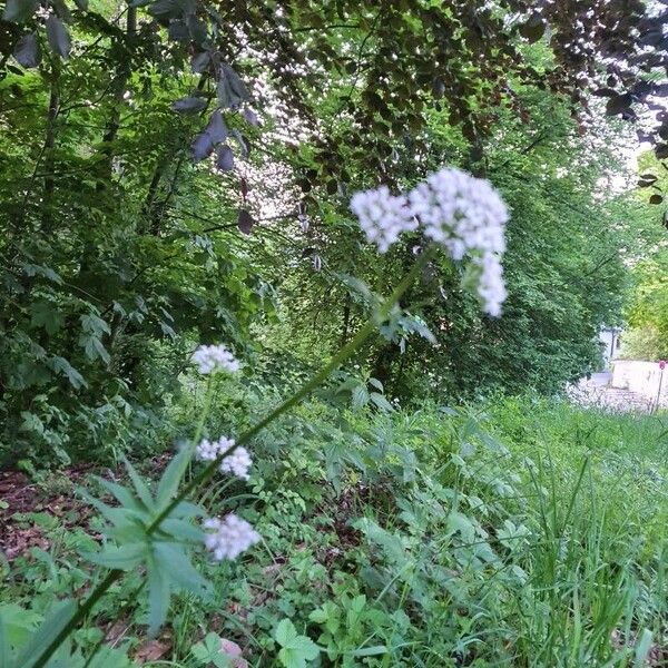 Valeriana officinalis Кветка