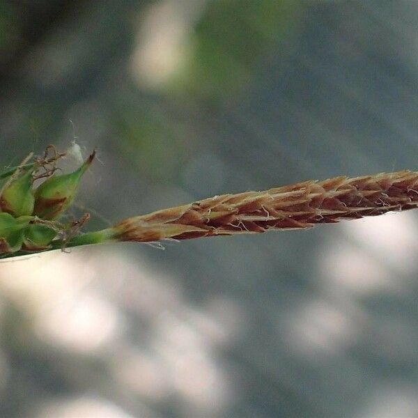 Carex distans Fruit