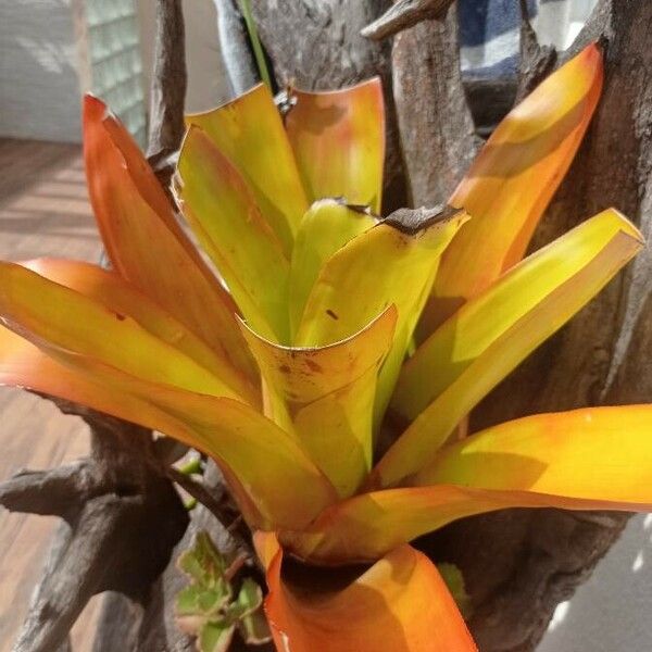 Aechmea blanchetiana Leaf