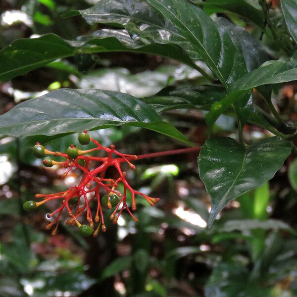 Palicourea crocea Leaf