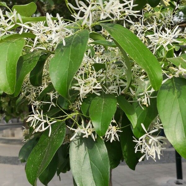 Chionanthus retusus Foglia