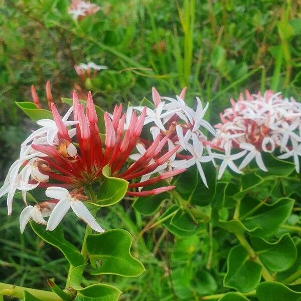 Carissa spinarum Çiçek