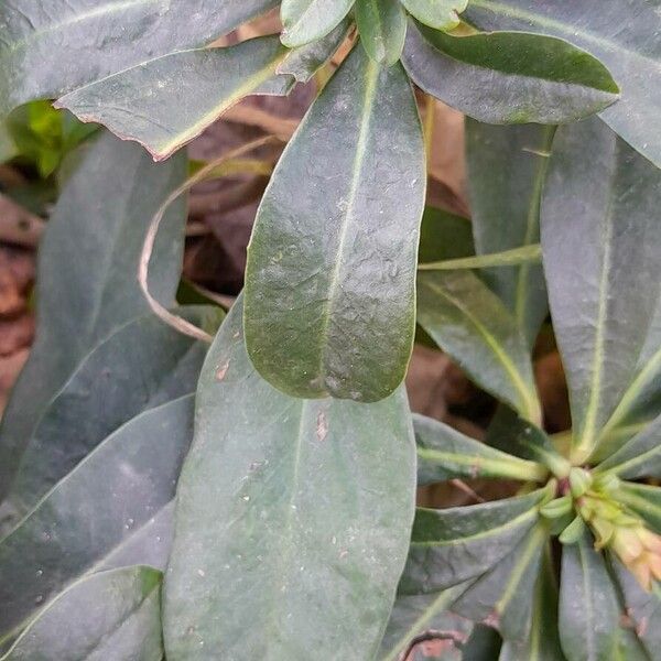 Euphorbia amygdaloides Blad